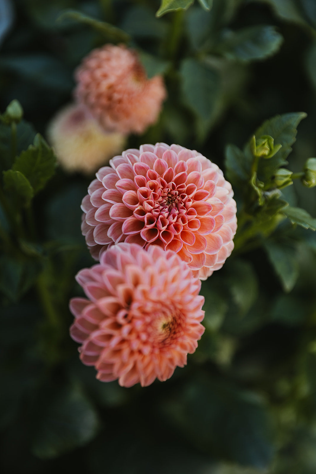 Dahlia Club