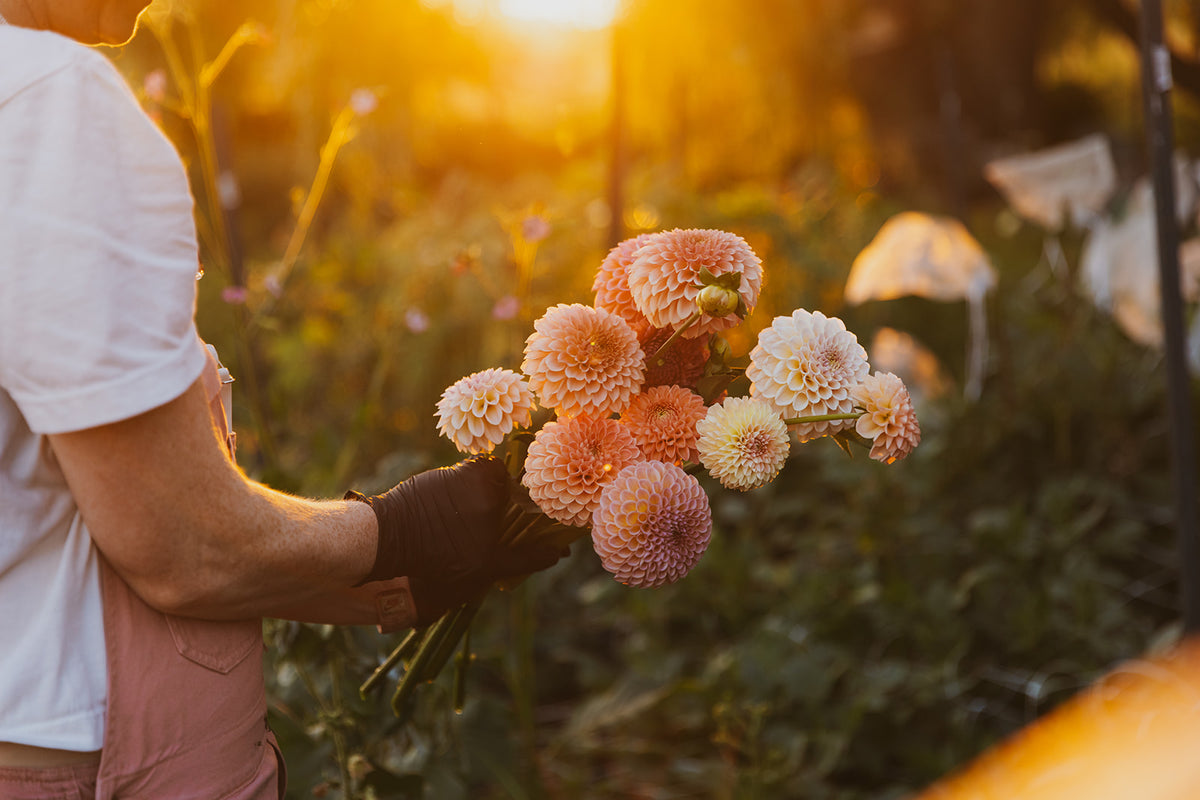 Dahlia Club