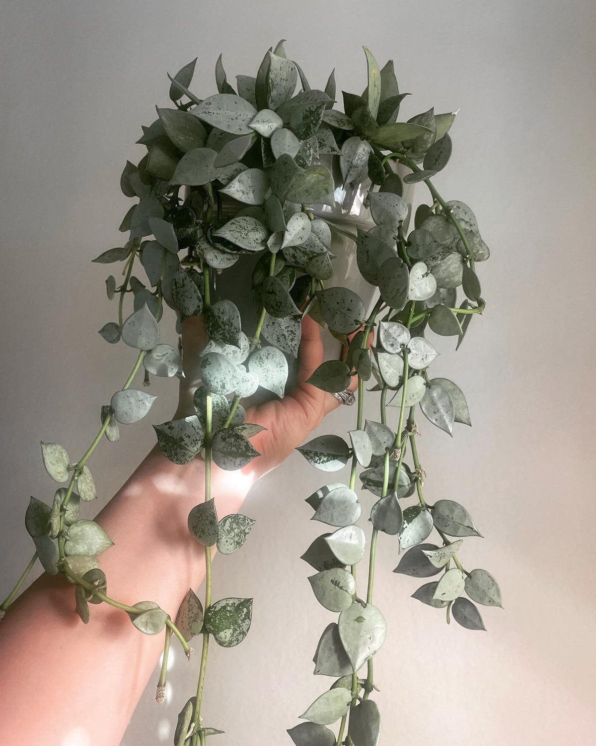 Hoya "Krohniana Super Silver"