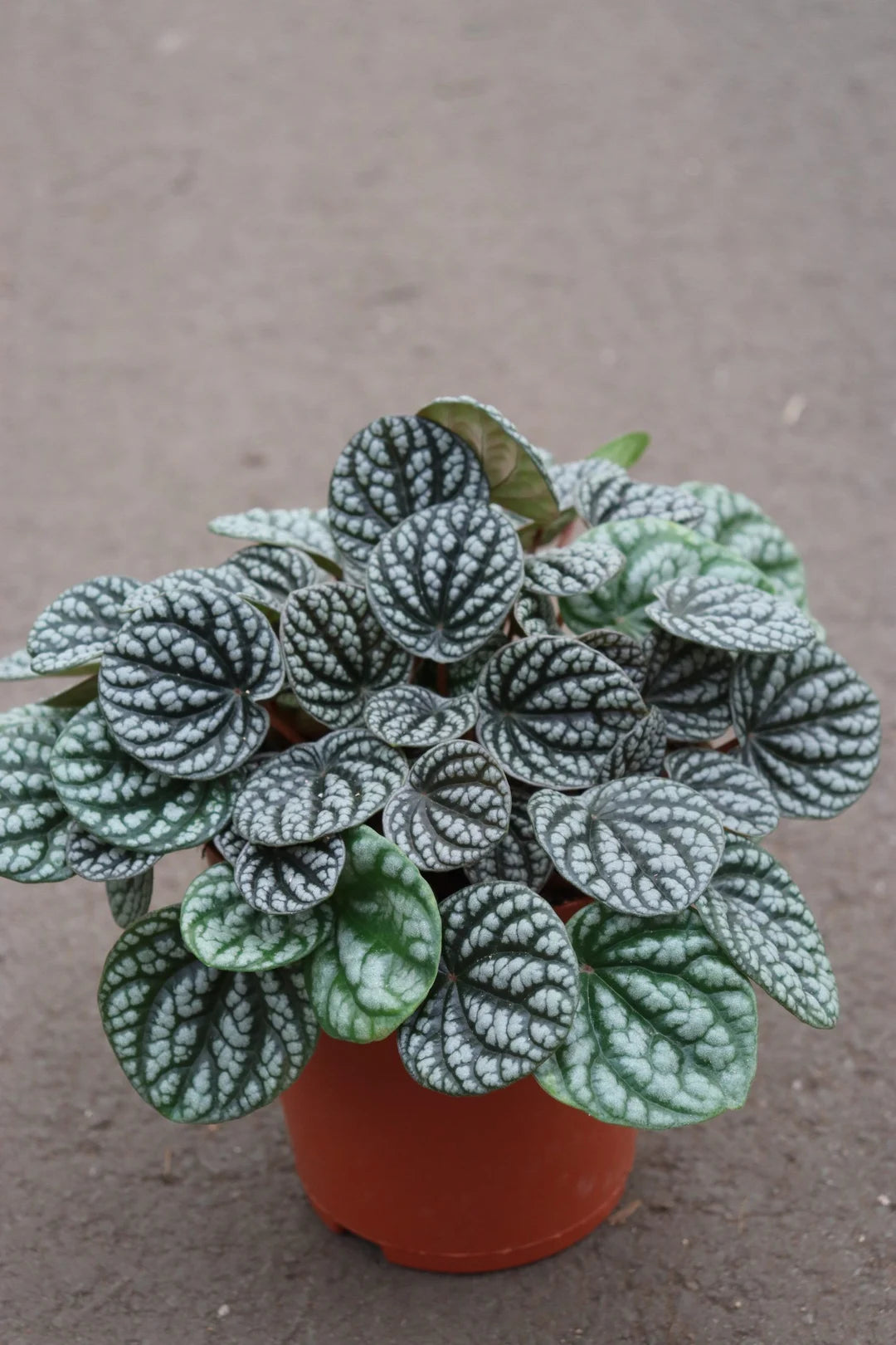 Peperomia Burbella