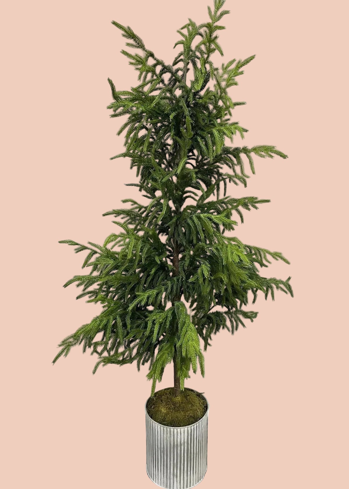 Faux Norfolk Pine Tree - 60"