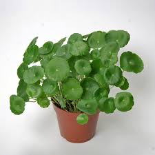 Pennywort Plant