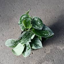 Satin Pothos