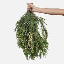 Incense Cedar Bough