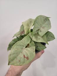 Syngonium Confetti
