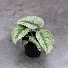 Satin Pothos Exotica
