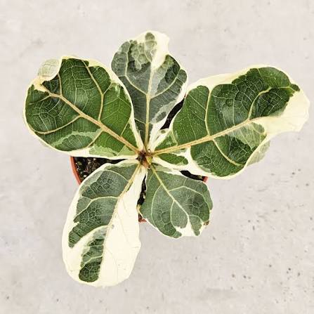 Variegated Fiddleleaf Fig Plant