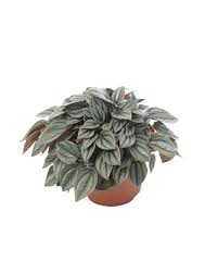 Peperomia Napoli Nights