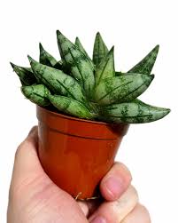 Dwarf 'Starfish' Snake Plant