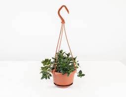 Goldfish Plant