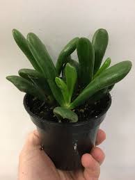 Jade Coral 4&quot;
