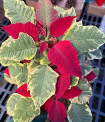 Variegated Poinsettia