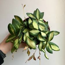 Hoya Burtoniae Variegated