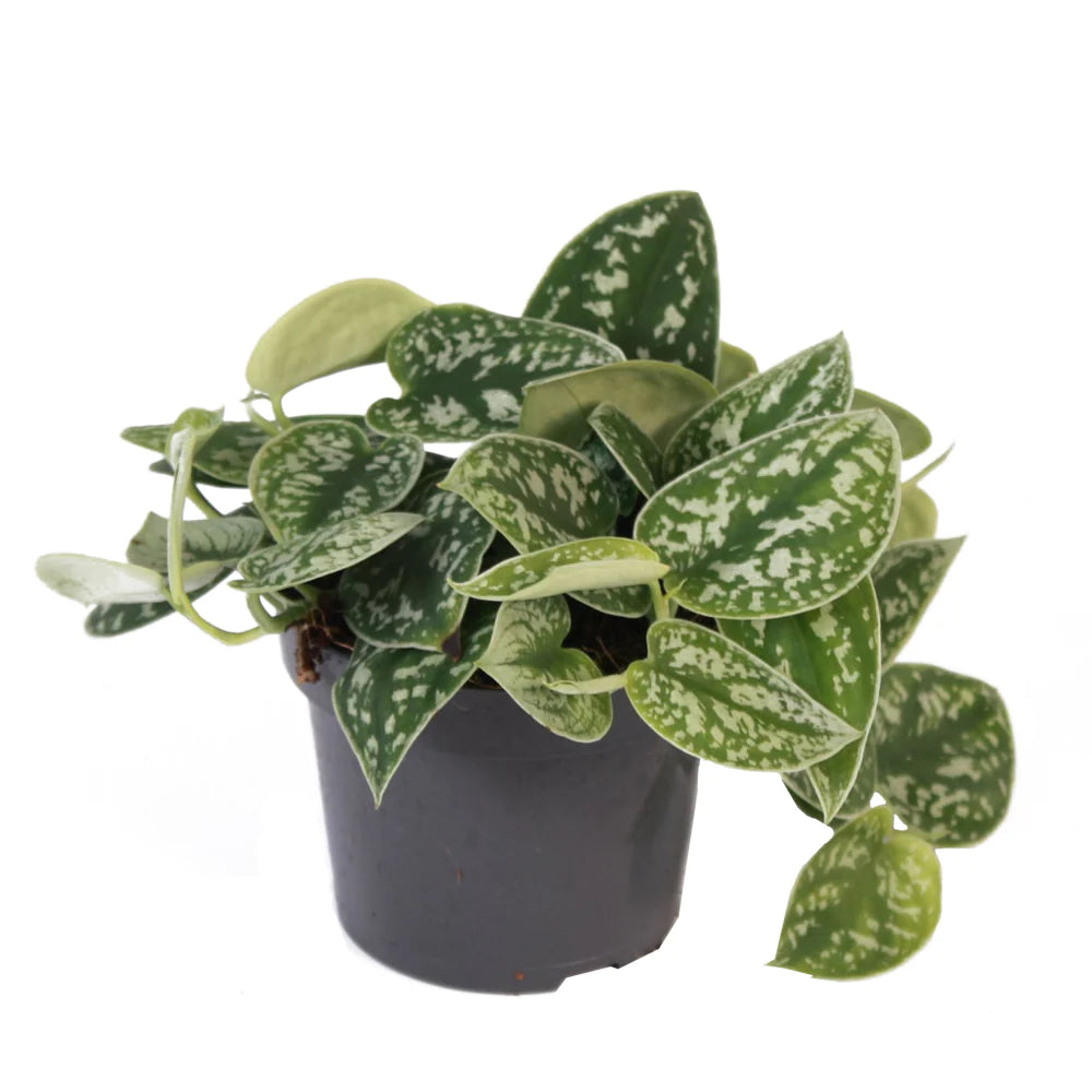 Satin Pothos - 4&quot;