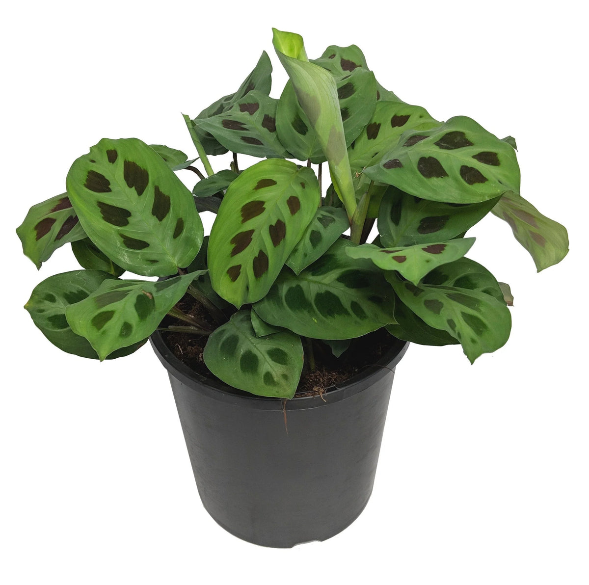Maranta Leuconeura