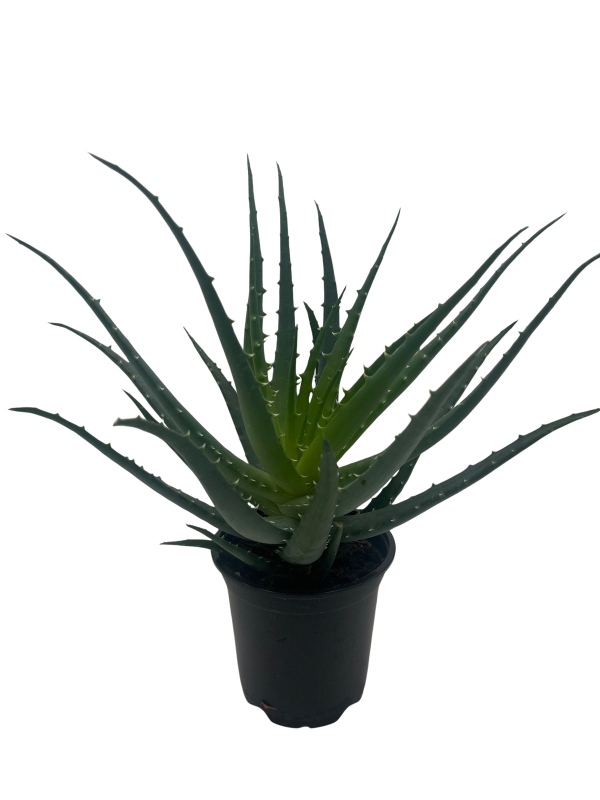 Aloe 'Mohawk'