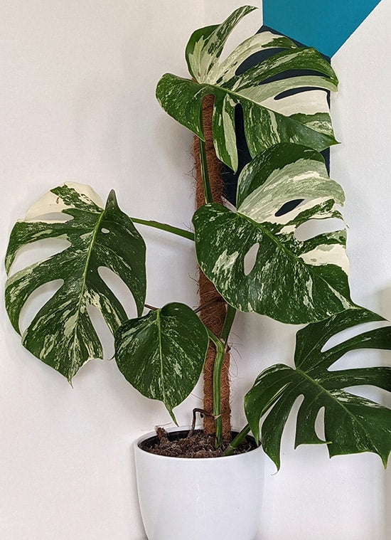 Monstera Albo Totem