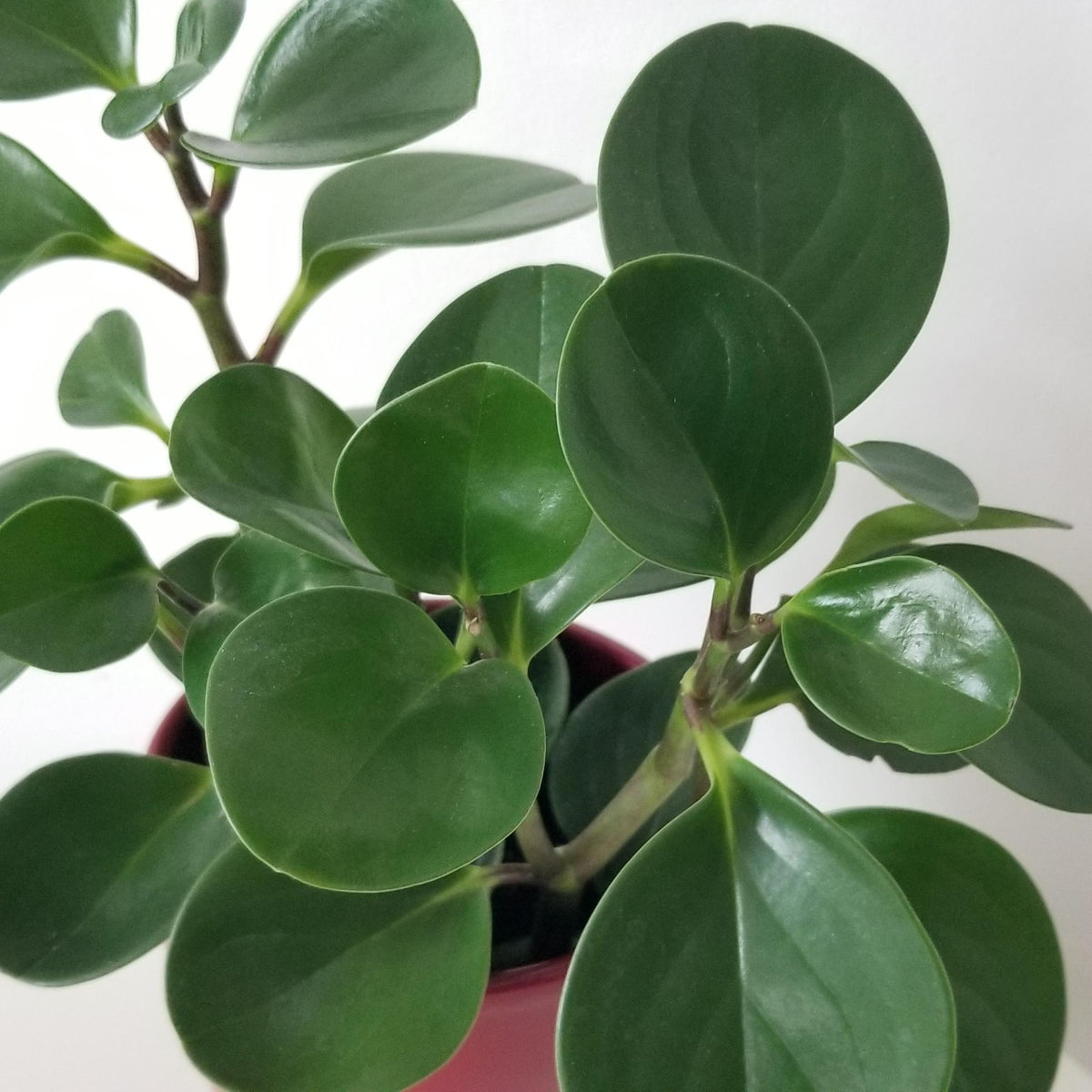 Peperomia Obtusifolia