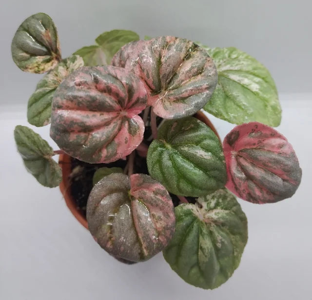 Peperomia Ripple "Pink Lady"