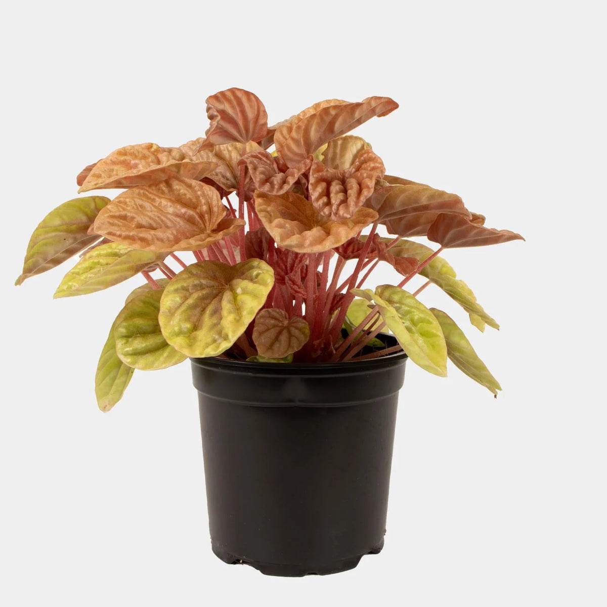 Peperomia Caperata "Quito"