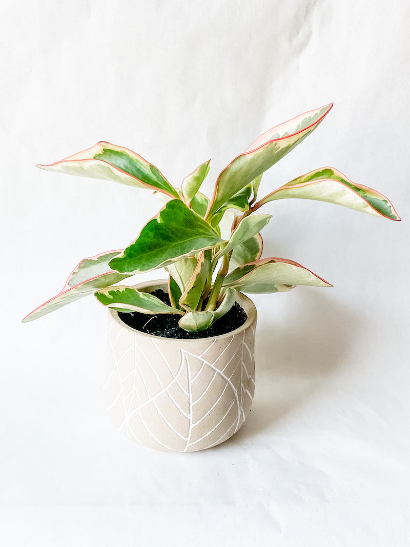 Ginny Peperomia