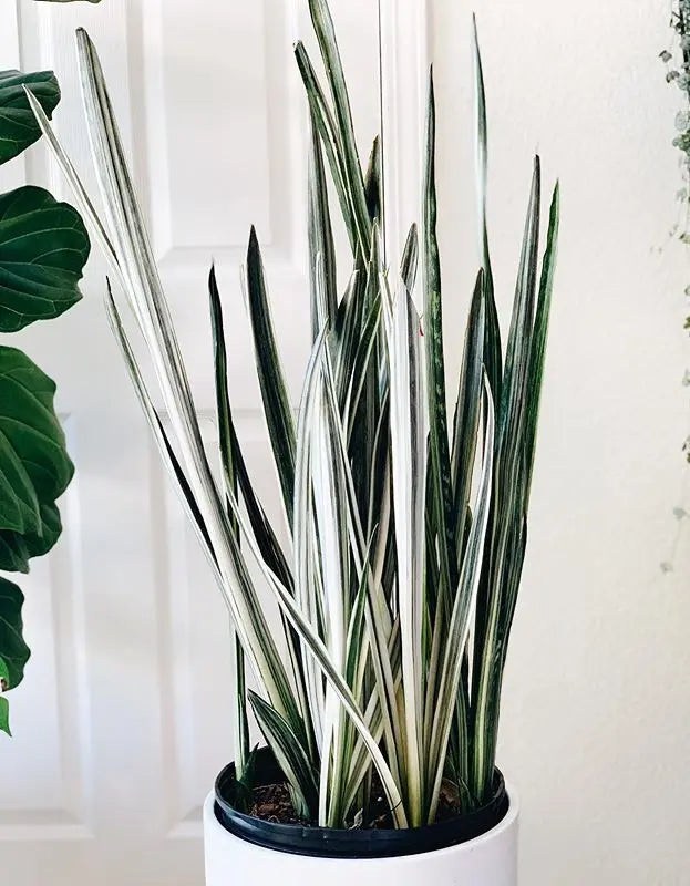 &#39;Bantels Sensation&#39; Snake Plant - 6&quot;