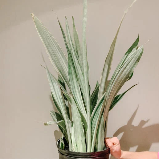 Sayuri Snake Plant - 8&quot;