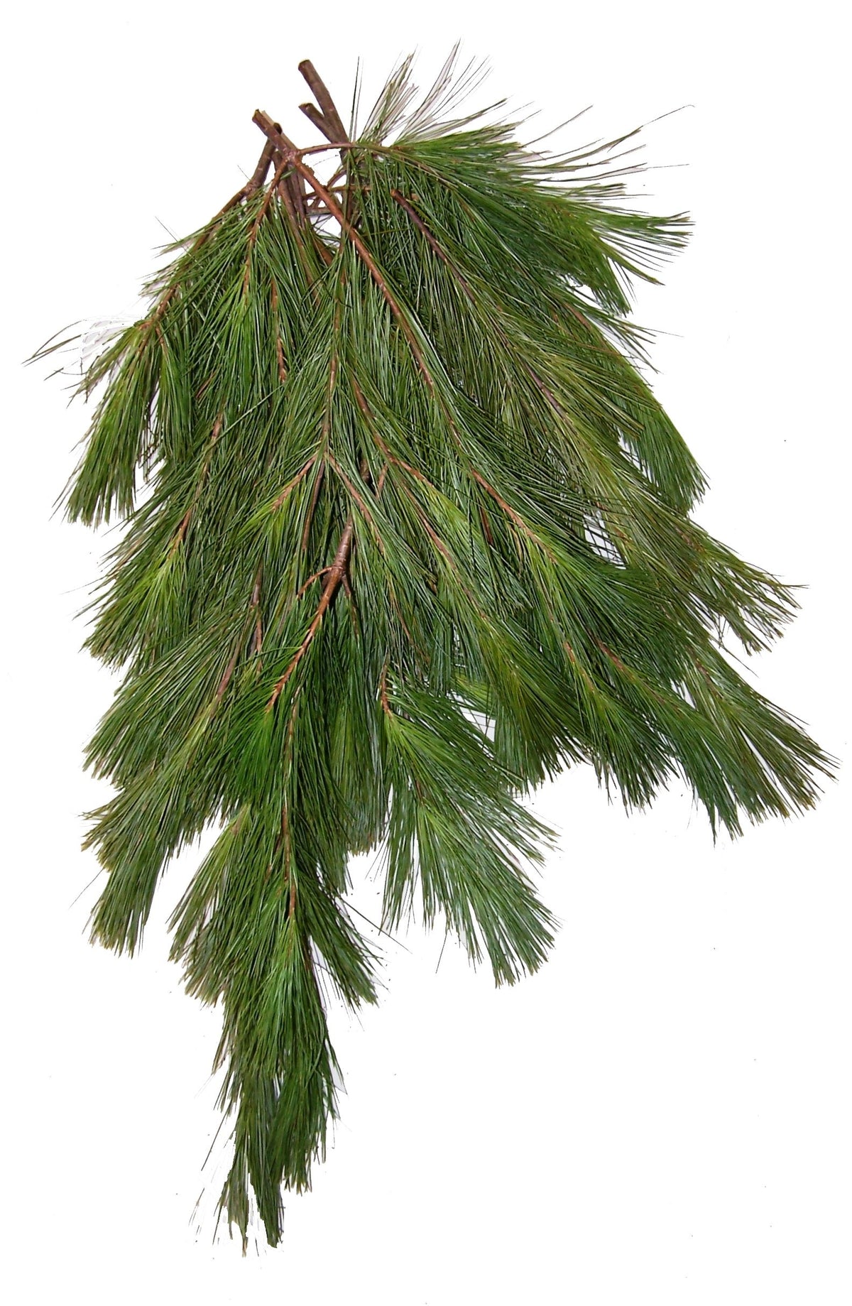 White Pine Bough