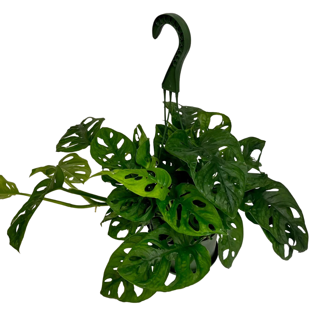 Monstera Adansonii