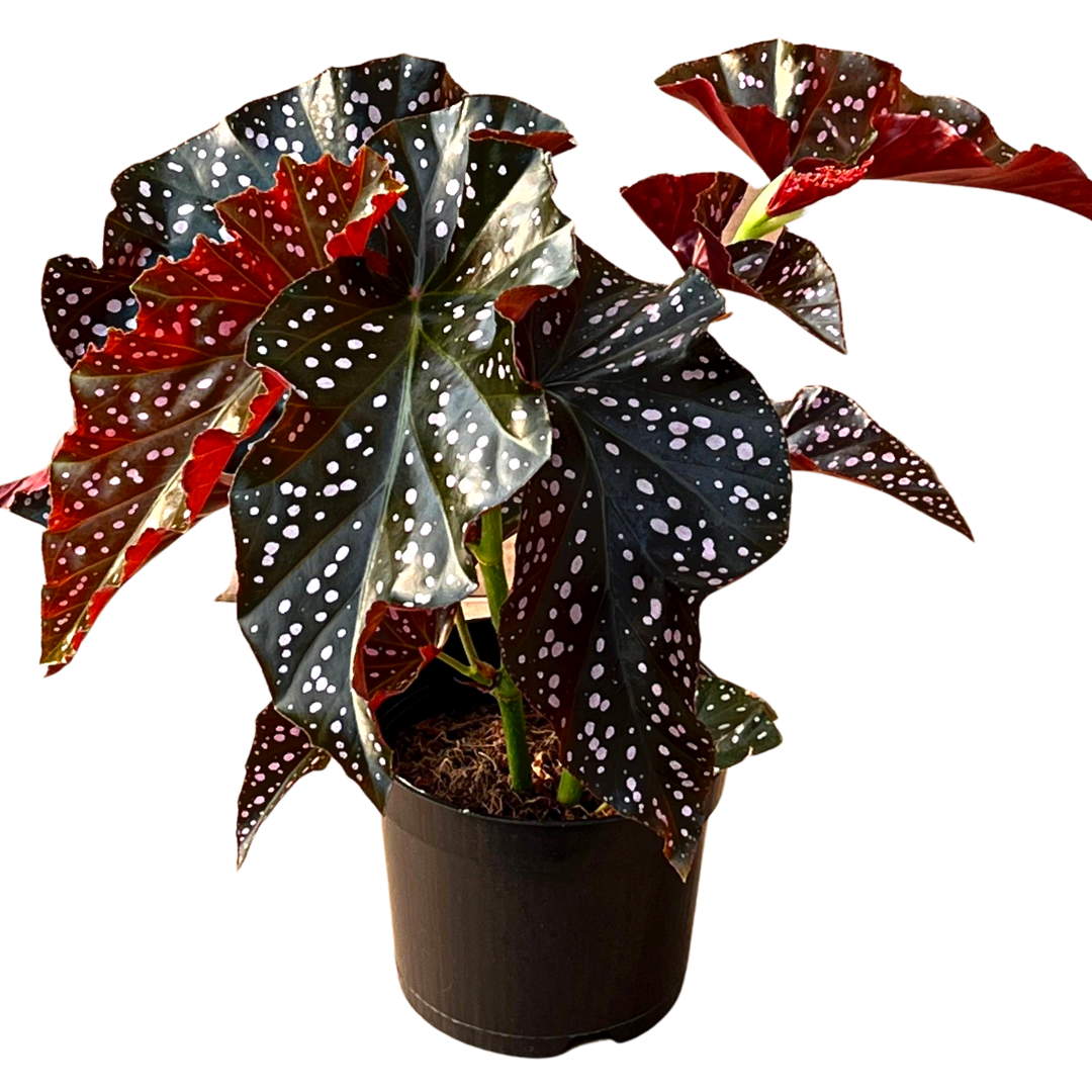 Cracklin Rosie Begonia