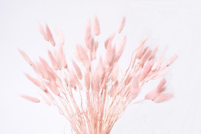 Bunny Tail Grass - Blush