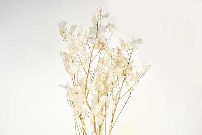 Dried Lunaria