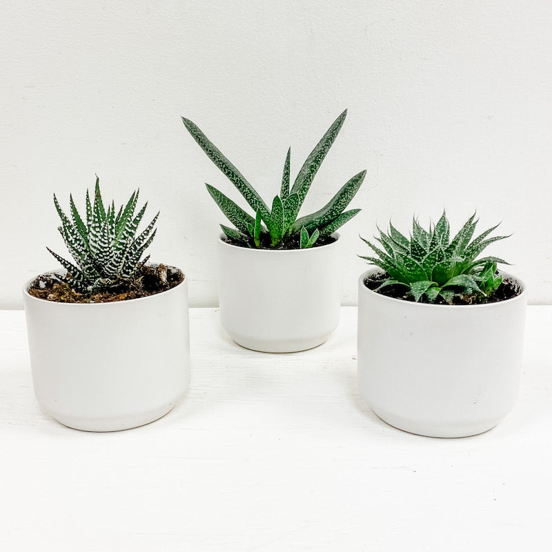 Living Fresh Flower and Plant Studio - Trio of Succulents in White Pots