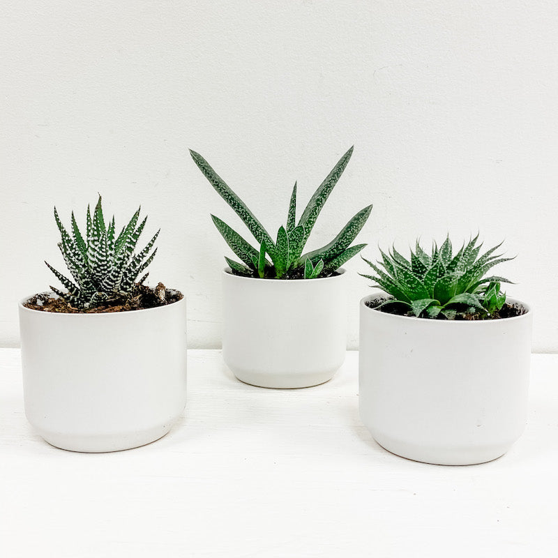 Living Fresh Flower and Plant Studio - Trio of Succulents in White Pots