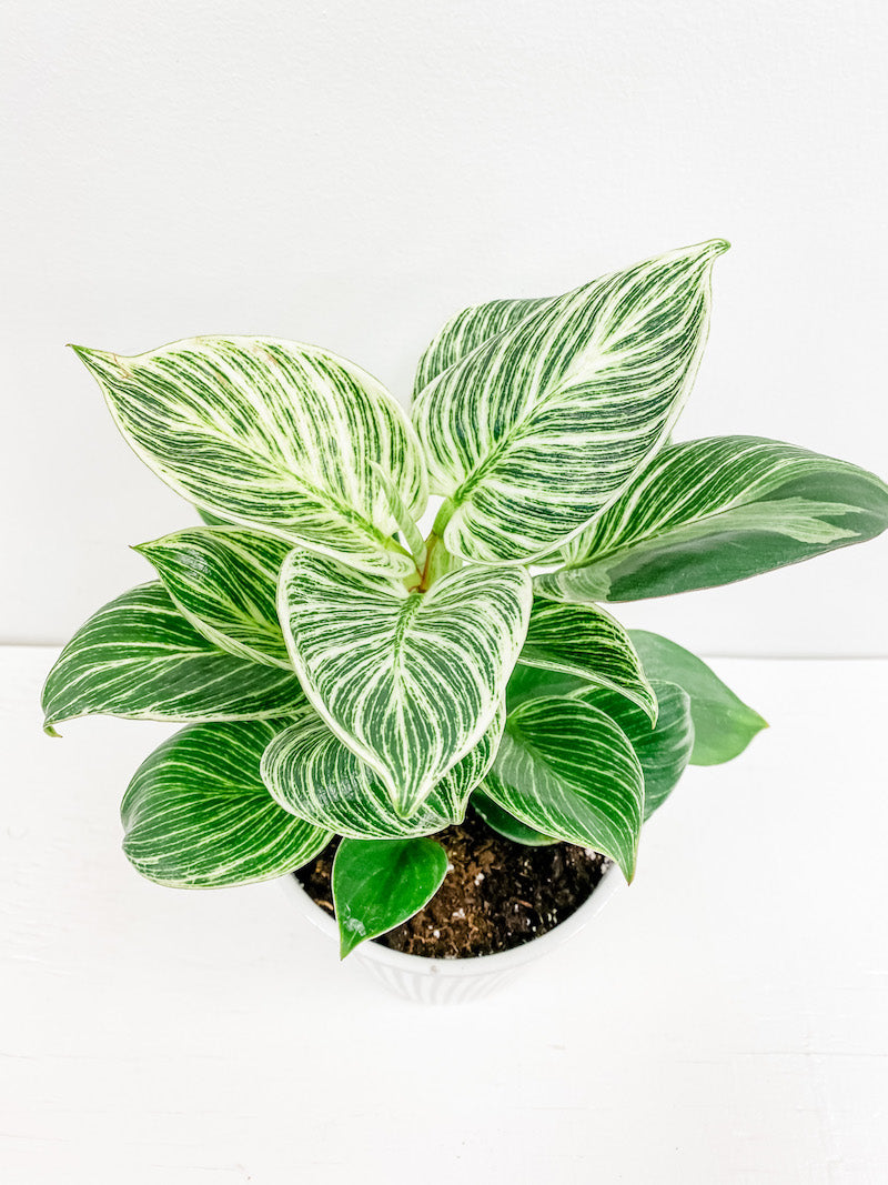 Living Fresh Flower and Plant Studio - Birkin Philodendron