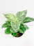 Living Fresh Flower and Plant Studio - Birkin Philodendron