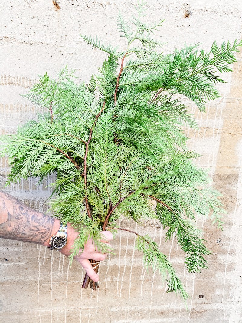 Living Fresh Flower and Plant Studio - Fresh Greens - BC Cedar Bough