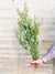 Living Fresh Flower and Plant Studio - Fresh Greens - Oregonia Bough