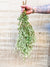 Living Fresh Flower and Plant Studio - Fresh Greens - Oregonia Bough