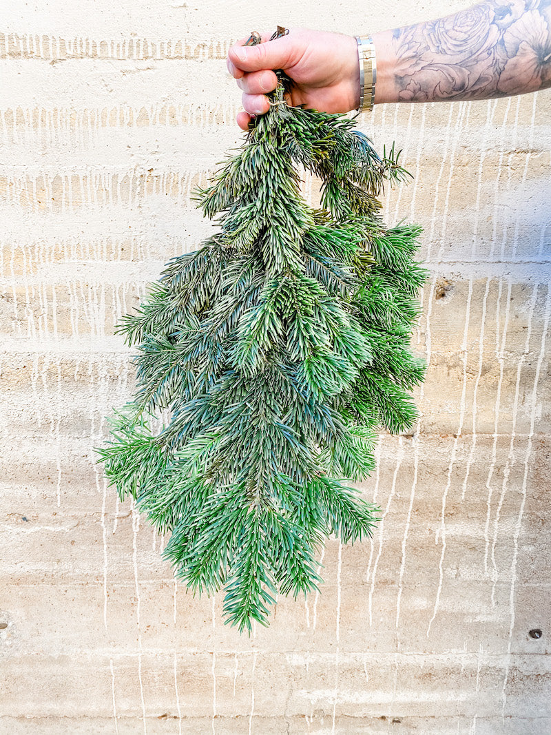 Living Fresh Flower and Plant Studio - Fresh Greens - Silver Fir Bough