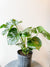 Living Fresh Flower and Plant Studio - Monstera Plant