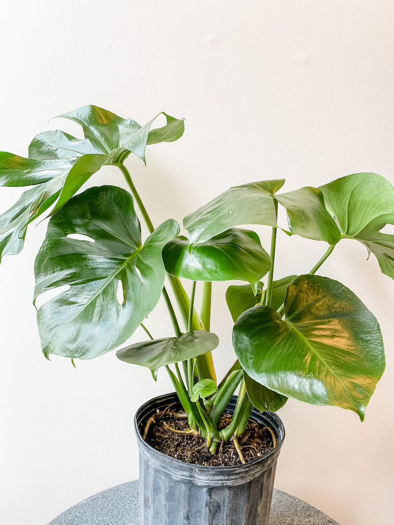 Living Fresh Flower and Plant Studio - Monstera Plant