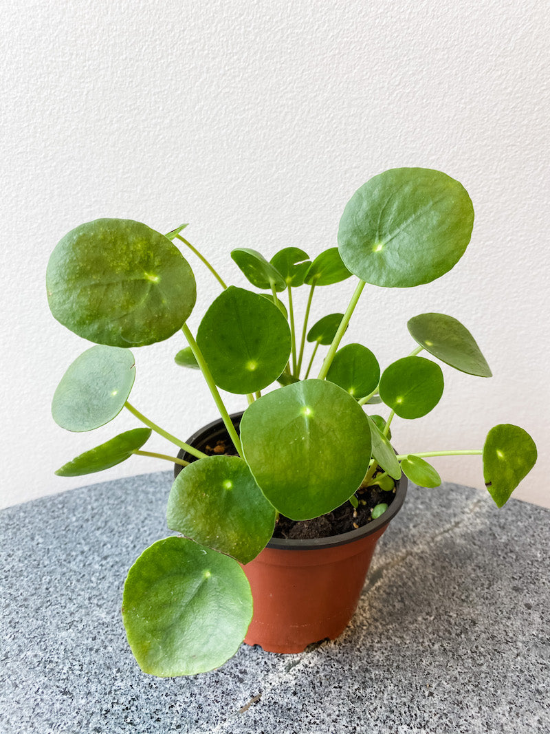 Living Fresh Flower and Plant Studio - Pilea Peperomioides
