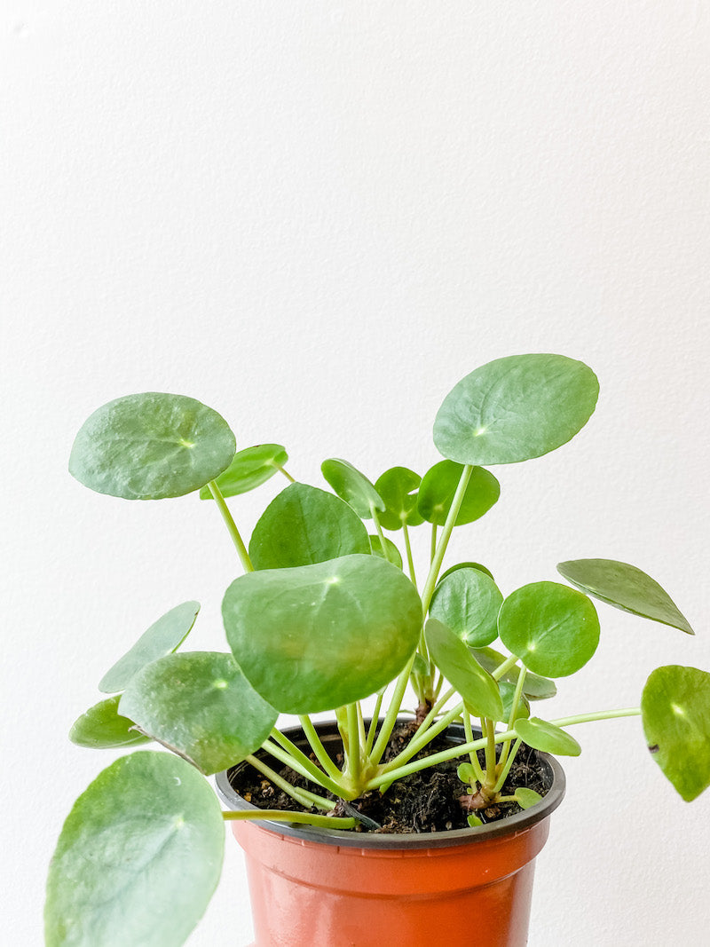 Living Fresh Flower and Plant Studio - Pilea Peperomioides