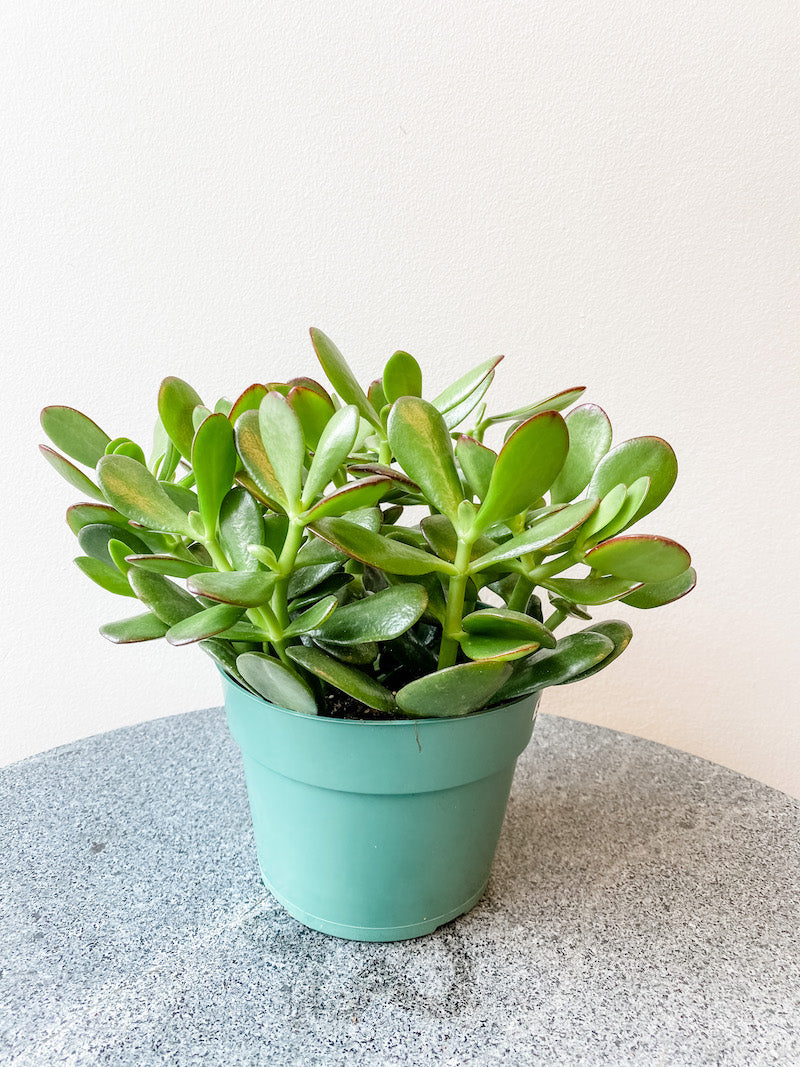 Living Fresh - Jade Plant 6&quot; Growers Pot