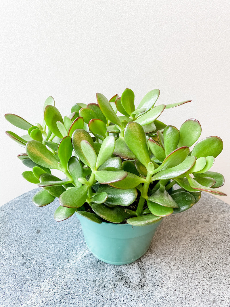 Living Fresh - Jade Plant 6&quot; Growers Pot