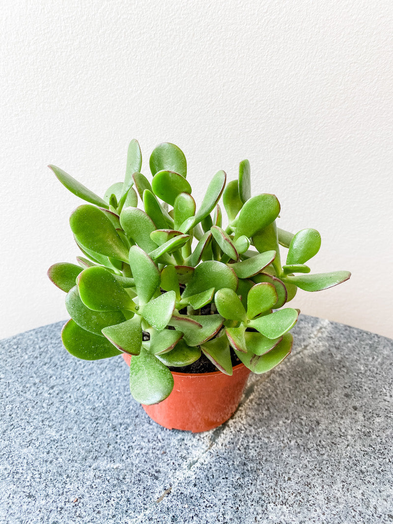 Living Fresh - Jade Plant 4&quot; Growers Pot