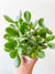 Living Fresh - Jade Plant 4" Growers Pot