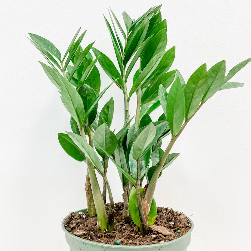 buy zz plant toronto ZZ Plant