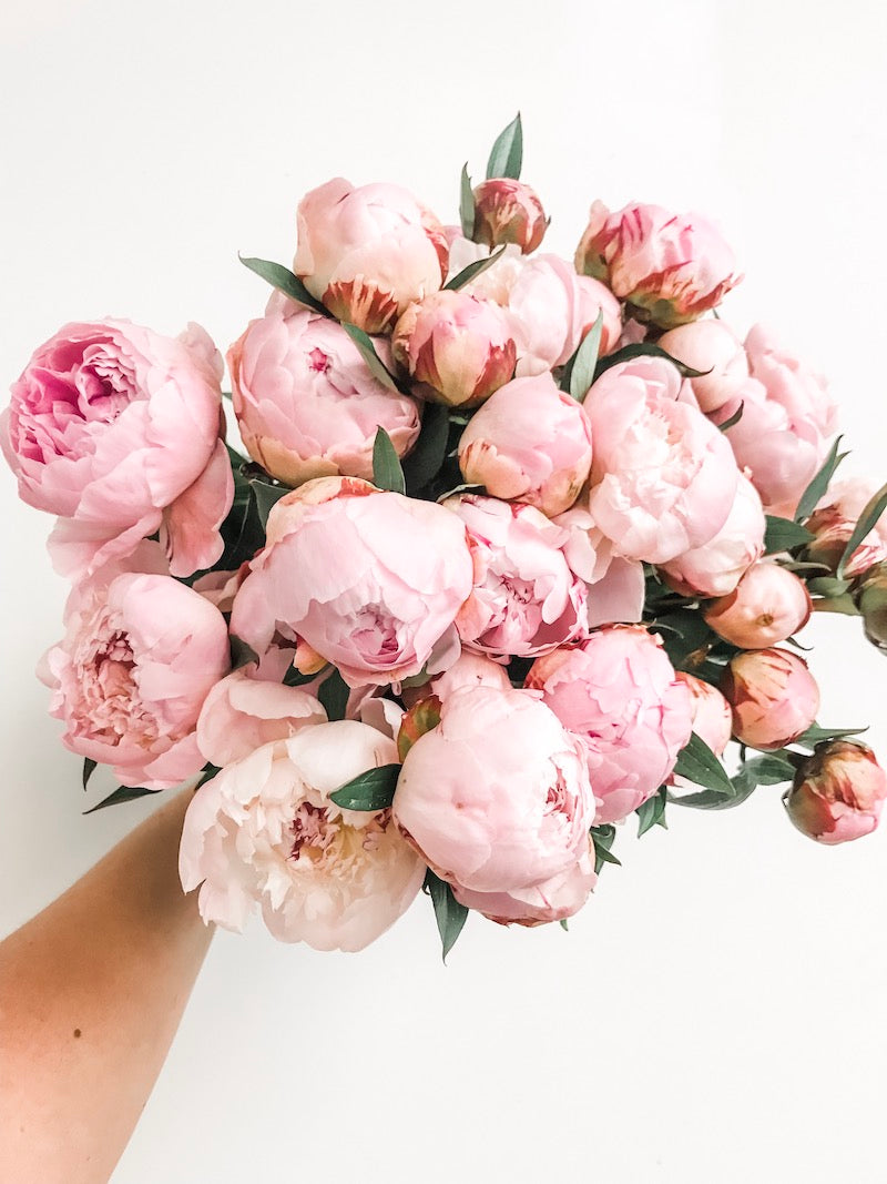 Living Fresh Flower and Plant Studio - Local Peonies